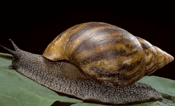 恶心广西一小区业主捡非洲大蜗牛煮吃还称多次食用味道鲜美