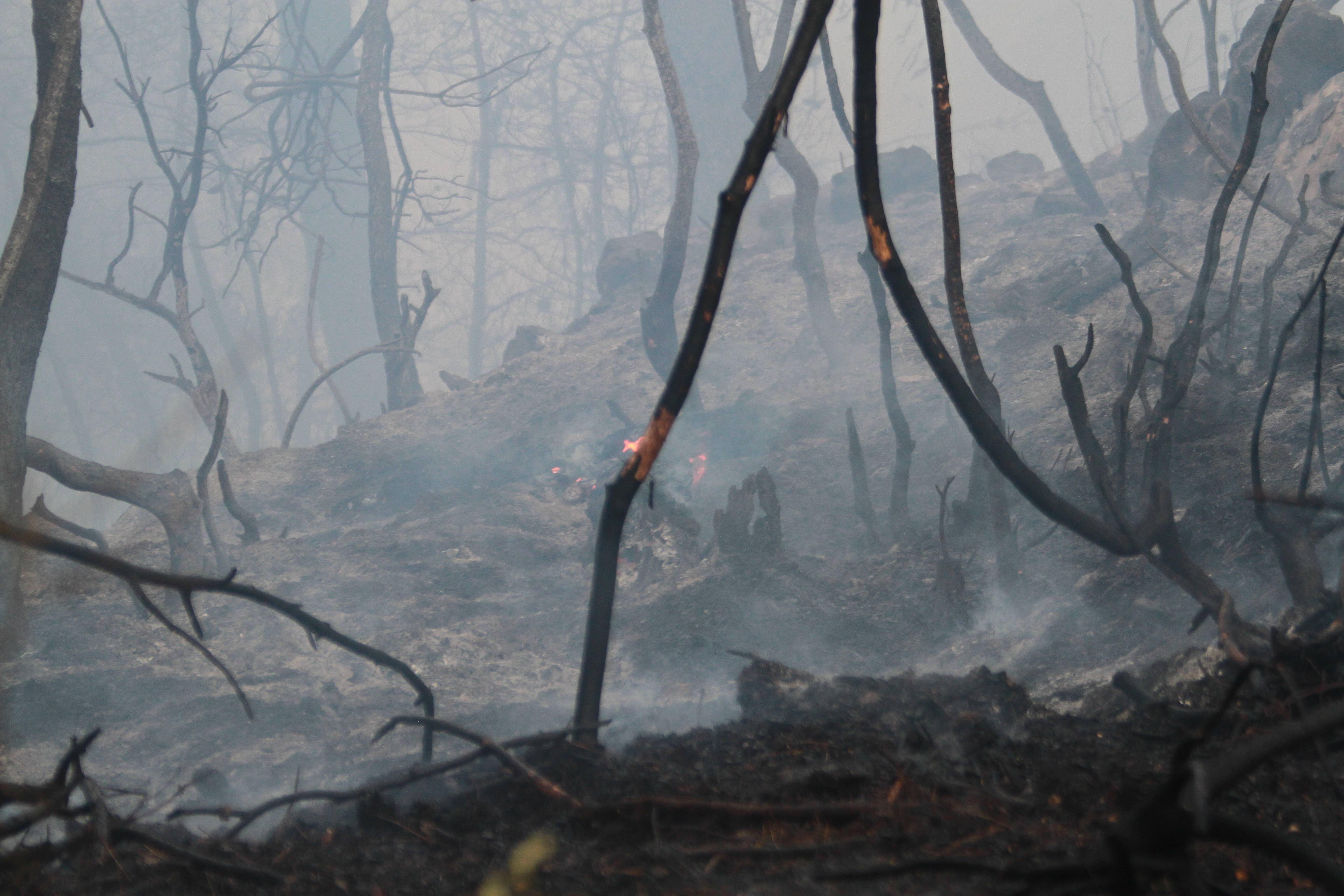 黎巴嫩北部发生森林火灾