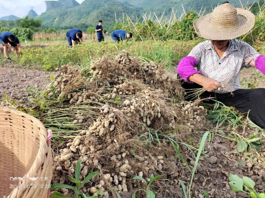 我为群众办实事拔花生洒汗水连州消防员志愿者探访最美志愿者