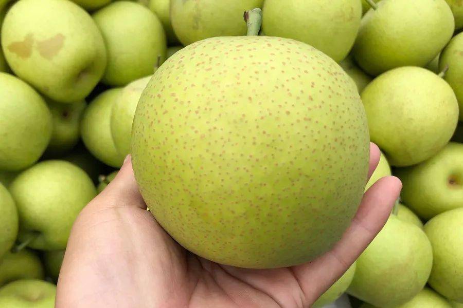 甘甜酥脆的水灵鲜果宛如矿泉水皮薄如蜜滋润入喉