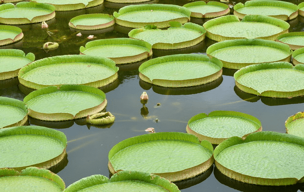 王莲叶简笔画图片