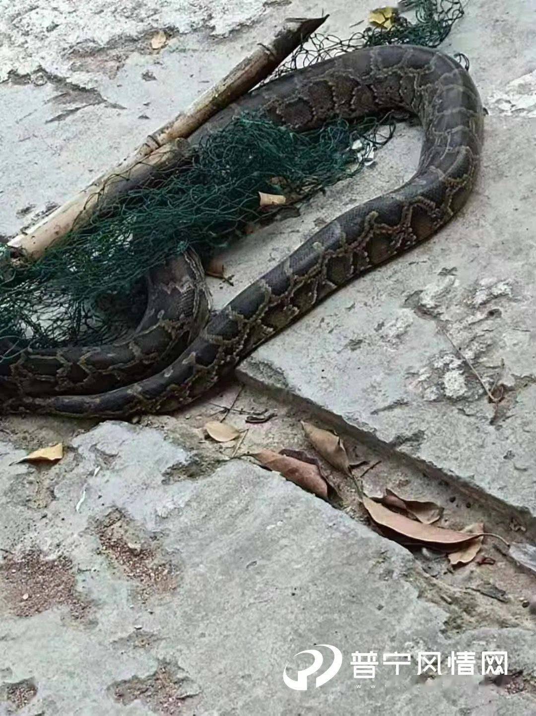 吓人!普宁山区惊现一条数米长大蟒蛇