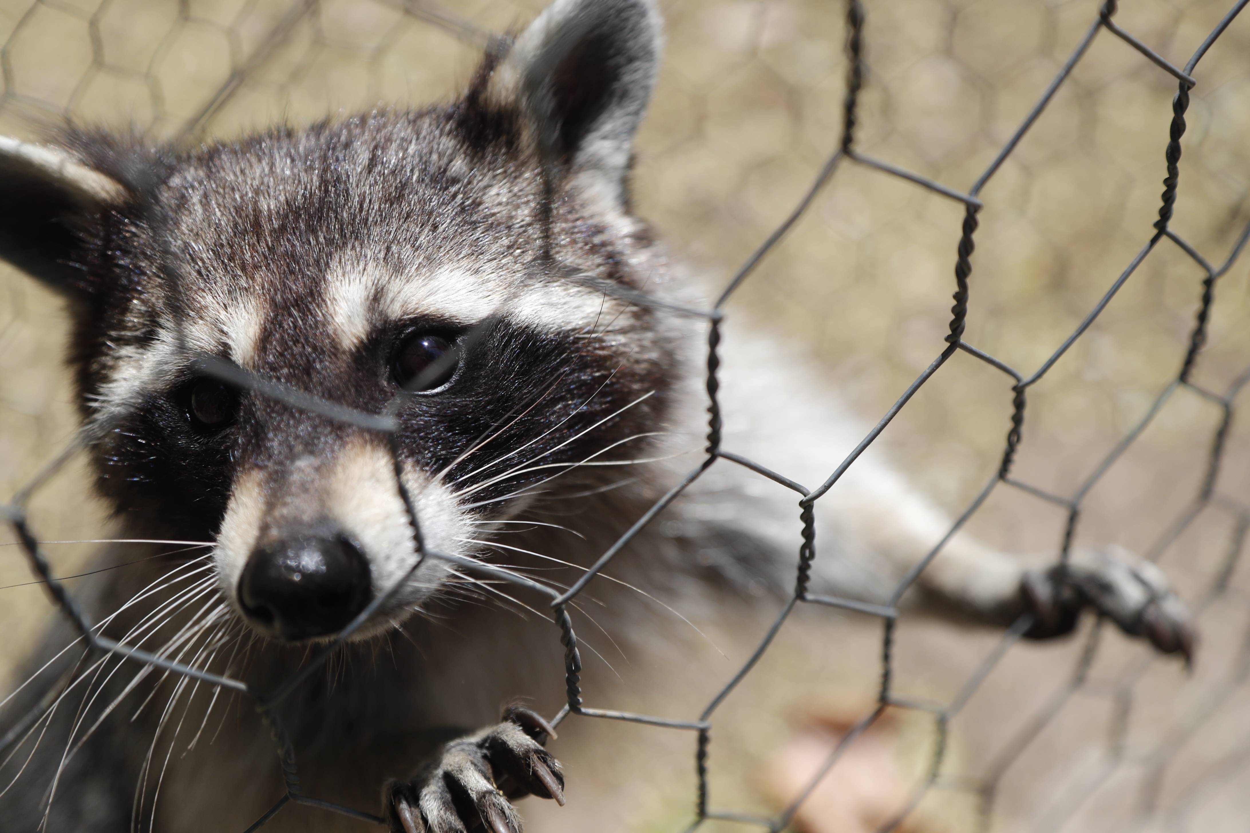 新华社照片,外代,2021年7月31日 这是7月23日在格鲁吉亚第比利斯动物