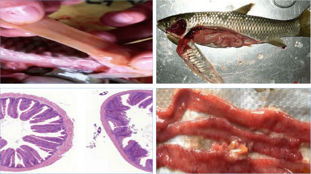 鱼类疾病频发,核心问题在于"肝肠健康"