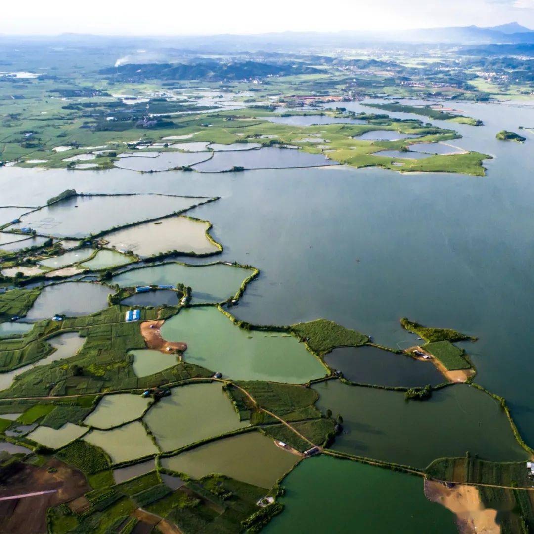 图 | 花乡印象横州西津国家湿地公园,是华南地区面积最大的人工湿地之