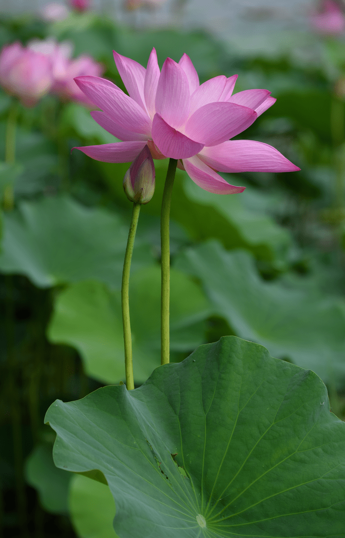美丽的花不放浪形骸,不随波逐流清醒独立,诗意隽永生如荷花夏意盎然荷