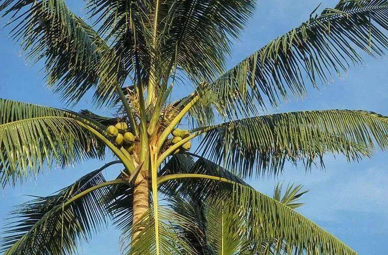棕榈类植物傻傻分不清楚看这里