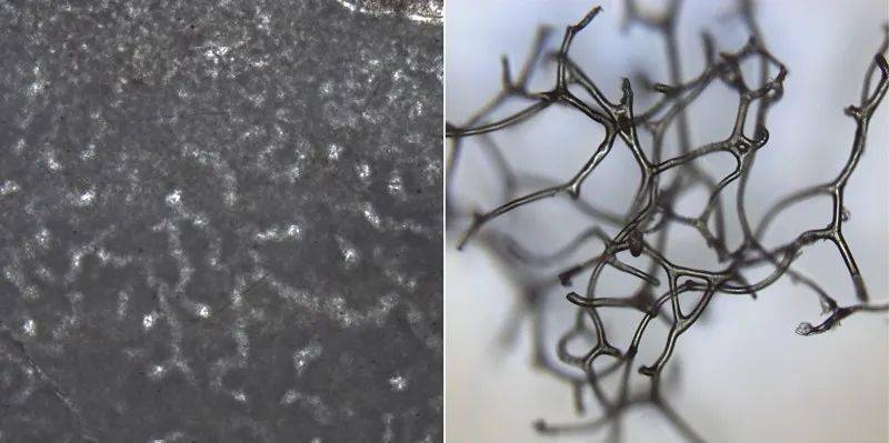 新争议:发现最古老的动物?_海绵