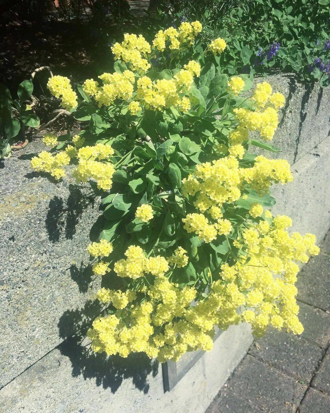 花园里的岩生庭荠,就像是一道光,总能抓住你的目光!