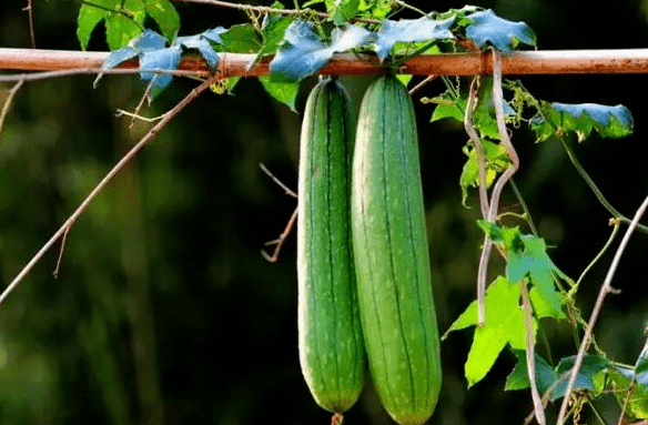 宁可少吃两顿肉,也要吃上一次它!好处这么多,你却不知道?_丝瓜