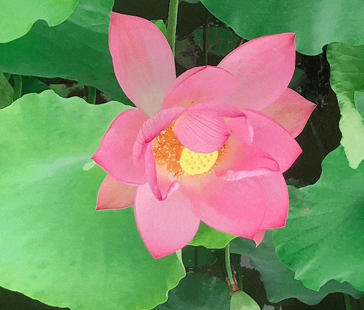 713_608gif 动态图 动图