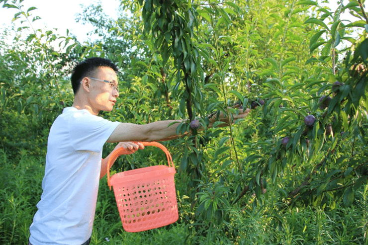 清脆爽甜、消暑解腻！息烽县九庄镇的千亩脆红李成熟啦！