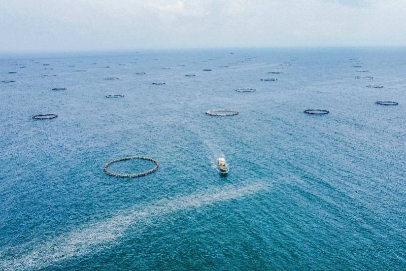 在深海里建 牧场 壮观 阳江大型深海网箱养殖场捕捞现场 南都