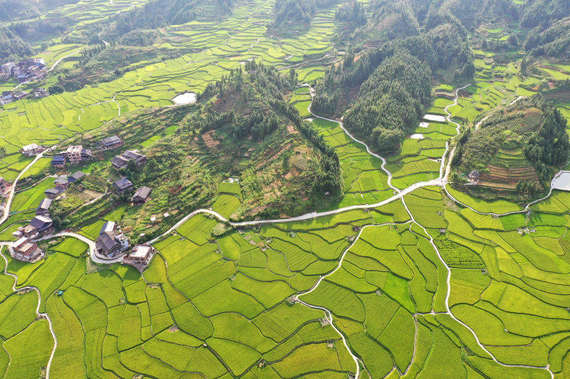 广西三江稻田阡陌纵横美如画