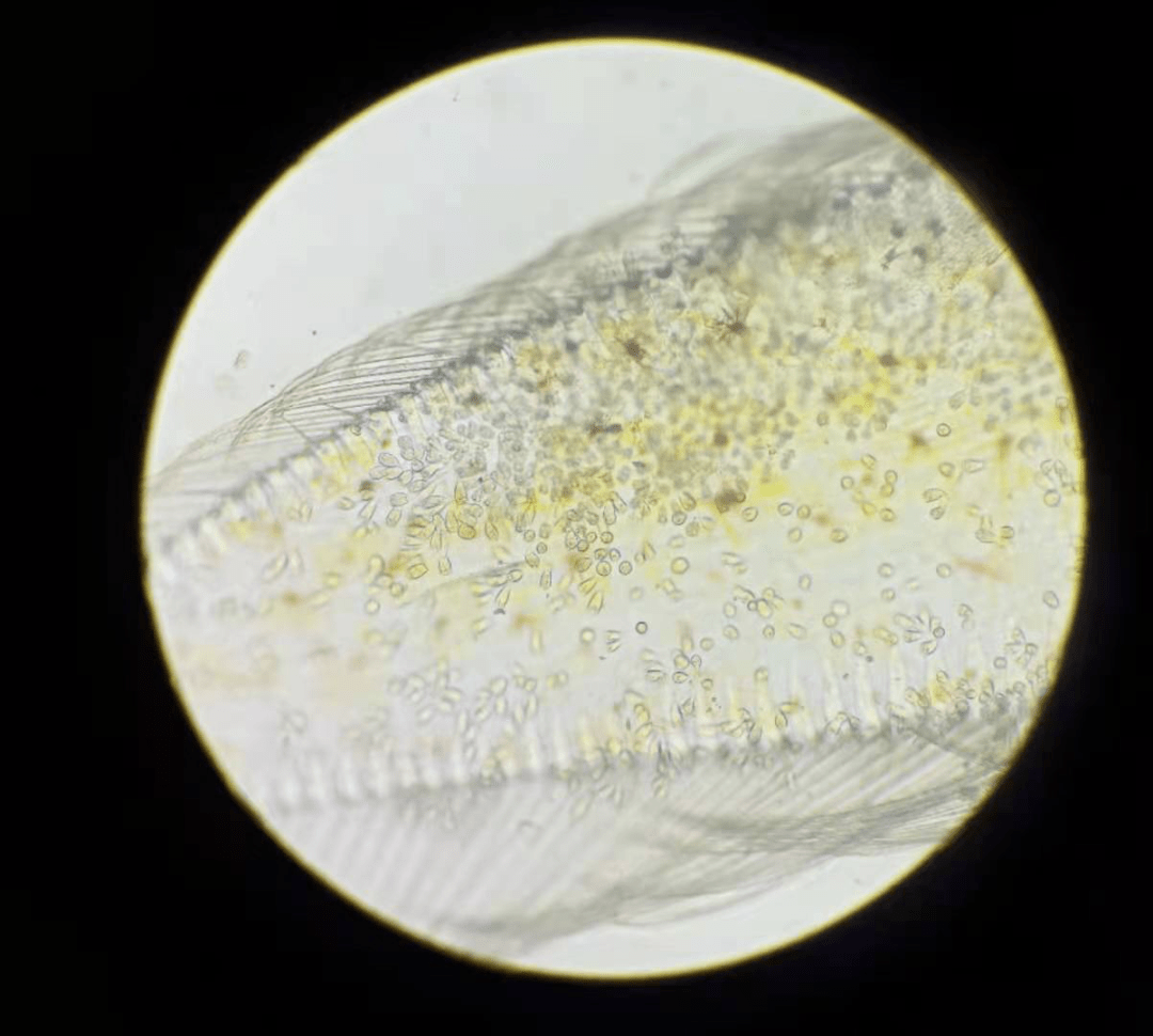纤毛虫显微镜图片