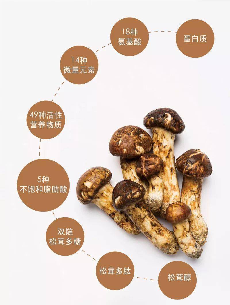 松茸的功效美容抗衰老安全,均衡和易吸收的营养提高免疫系统增强体力