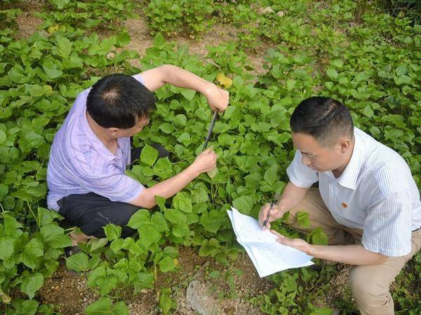同时结合光温水气象数据,制作《栾川县农业气象周报》专题服务材料