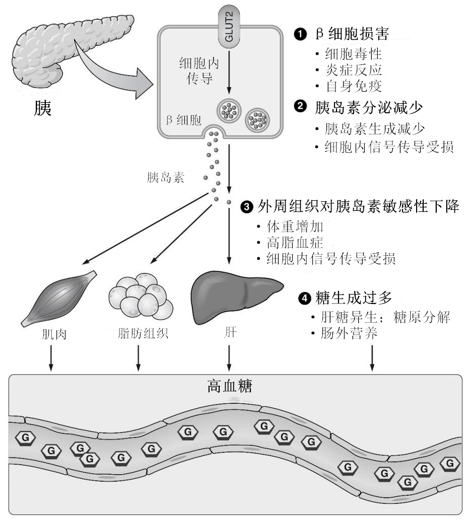 藥物誘導的高血糖的可能機制 圖源:作者參考文獻 整理 不同