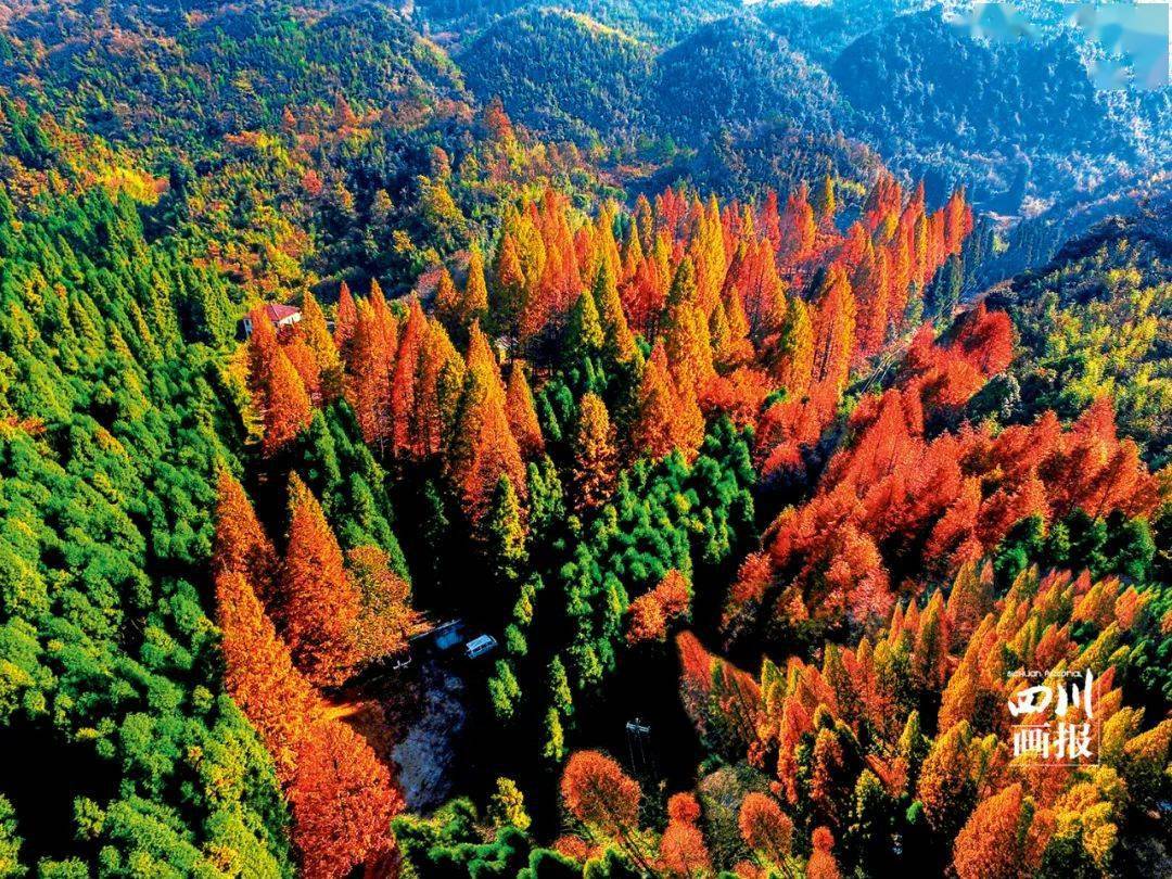 层林尽染的华蓥山森林公园(郑继明 摄)古镇悠悠 诉说家园故事"国内