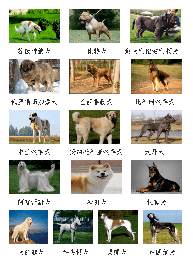 发通告了这31种犬唐山禁养包括秋田犬