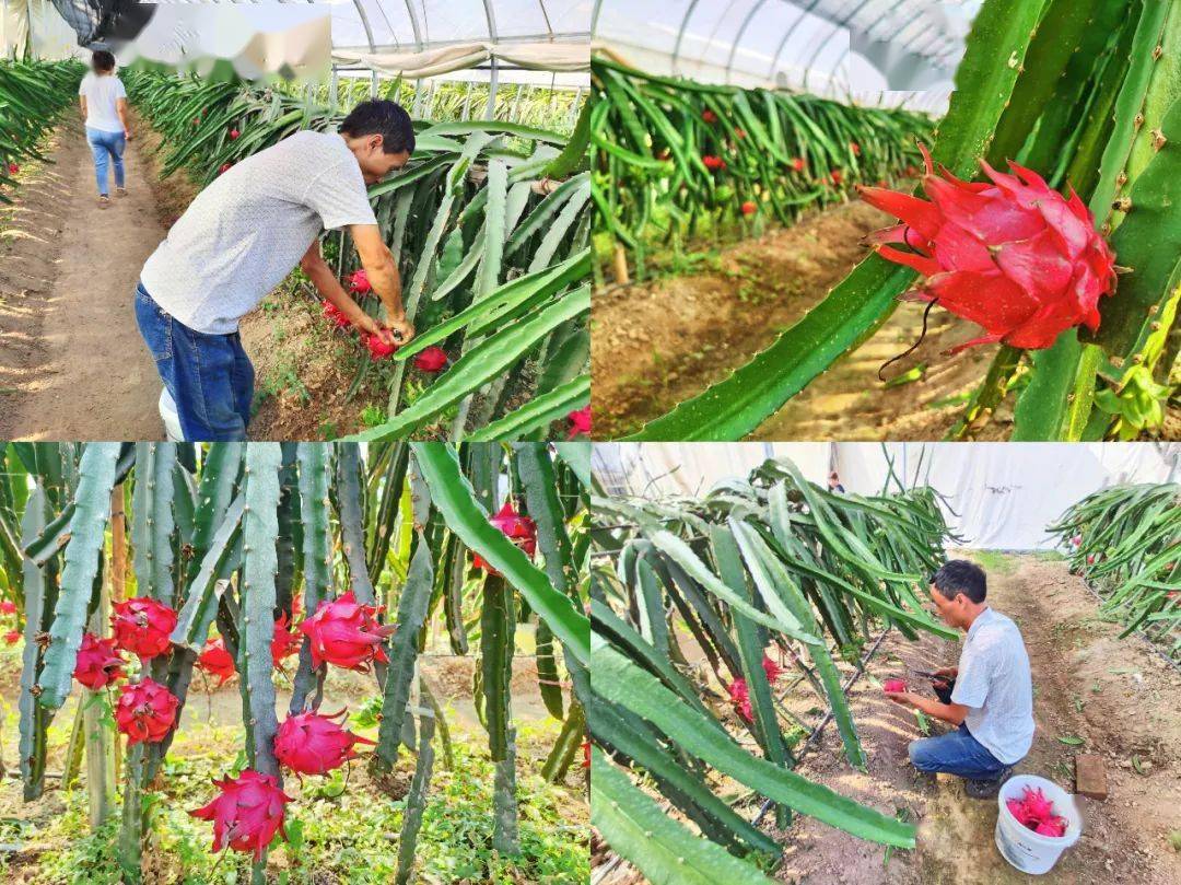 铜川种植的火龙果火了