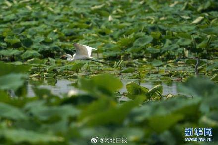 口村|河北新河：藕田鹭影