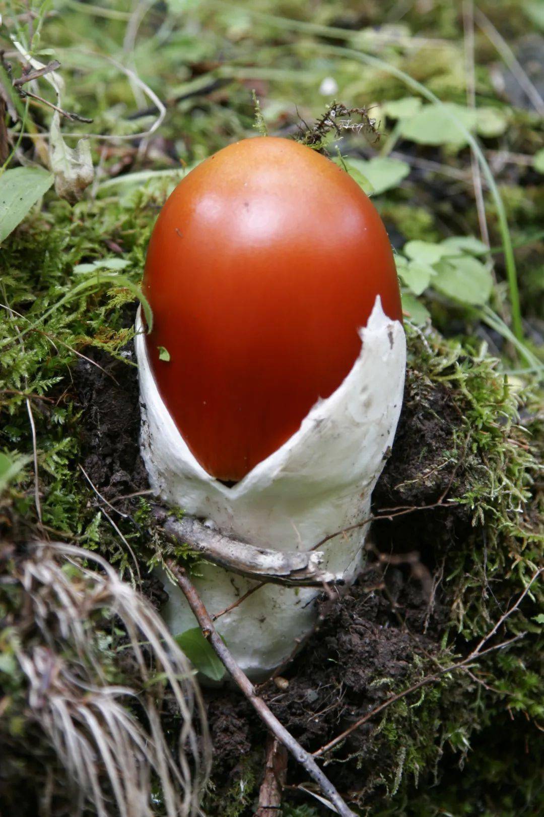 鹅蛋菌明天会更好自玛可河有人类活动开始,生活在这里的藏民族就逐