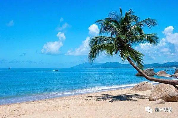 子龙| 海与椰林_大海