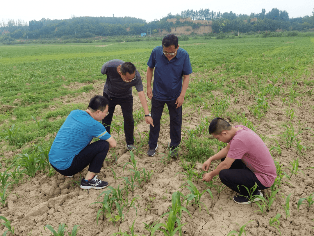 运城市|运城市农业农业局王根玉调研员指导玉米病虫害防控工作