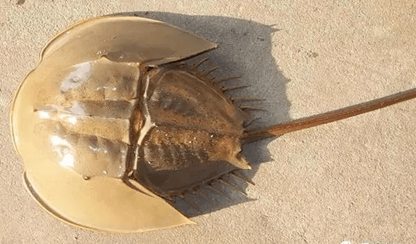 这种海鲜不能吃! 不能贩卖! 已有人被判刑.