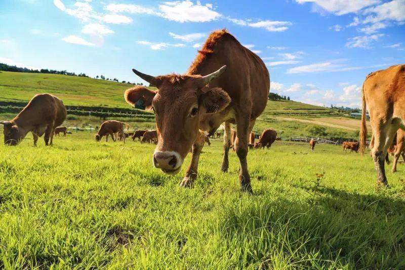 龙井市延边黄牛全产业链发展