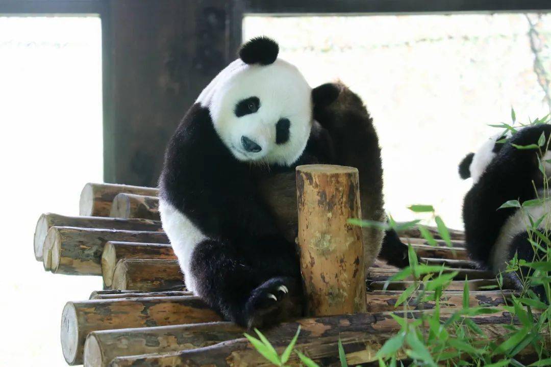 萌翻了分享一组大熊猫嘉嘉的庆生现场照