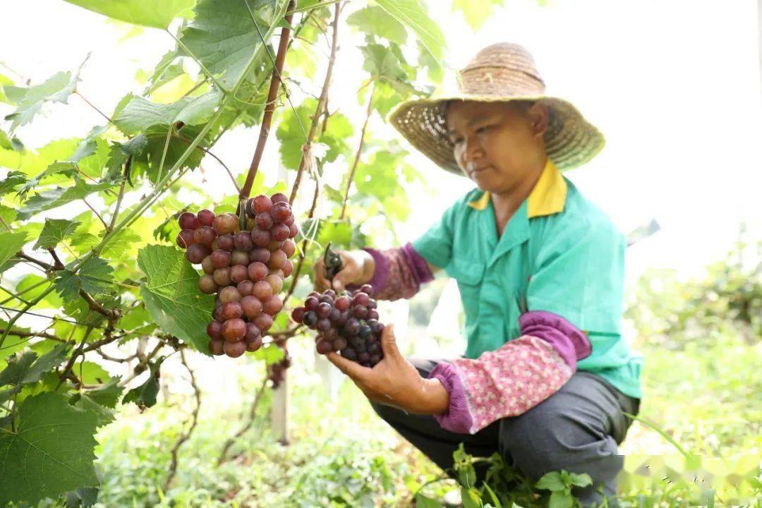 贵州丹寨提子种植促农增收