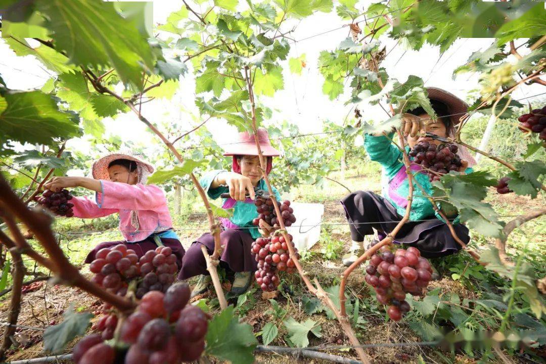 贵州丹寨提子种植促农增收