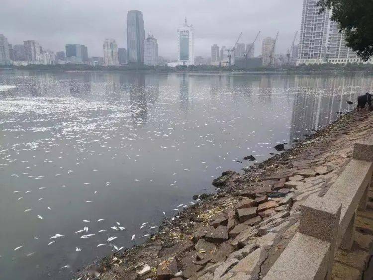 进行|“今早路过厦门这里，水上一片白花花的全是死鱼，好吓人，还看到有人...”