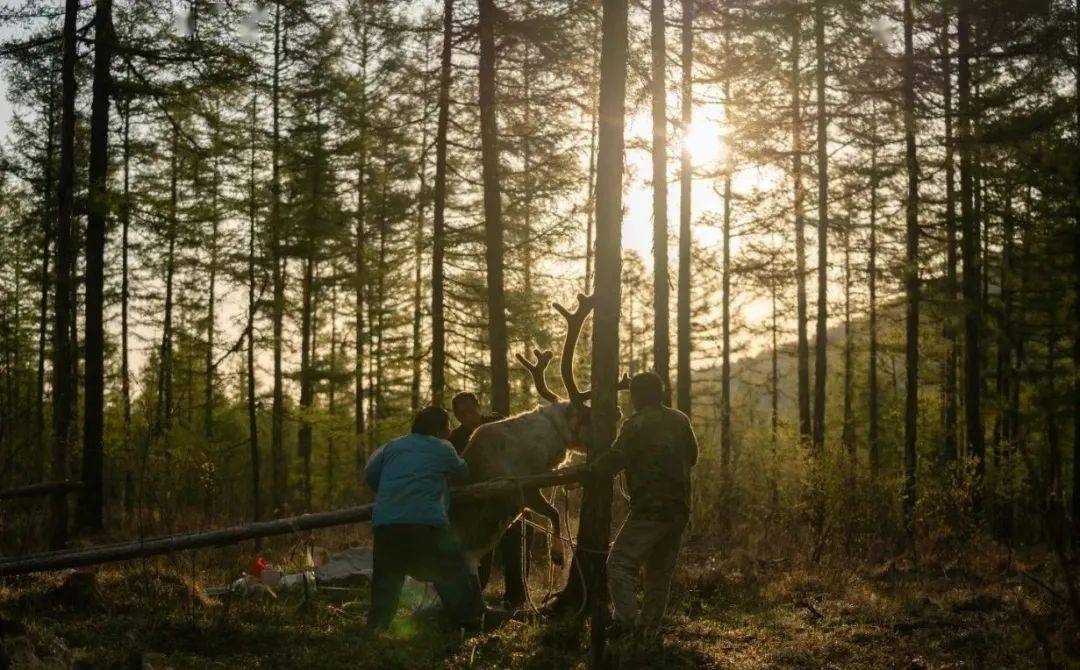 鄂温克三部曲开枪吧文明世界的警察凝望现代游牧者顾桃的影像乡愁