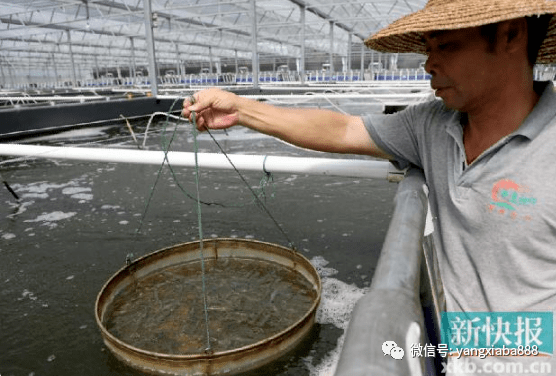 陽東區雅韶鎮,陽東南灣水產有限公司對蝦工廠化養殖基地,利用三級