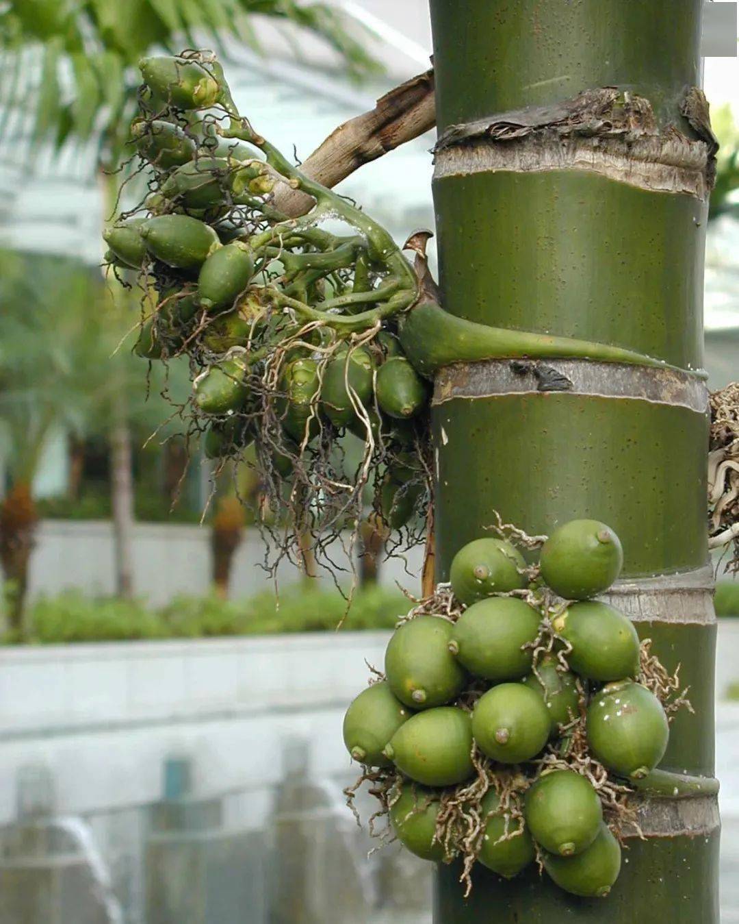 棕榈的养殖方法和注意事项 - 花百科