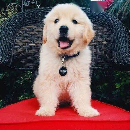 小时候的金毛.能可爱到什么程度?