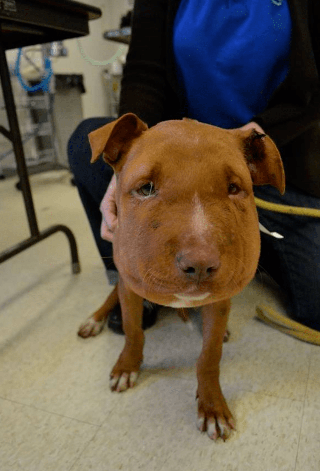 以为流浪狗被蜜蜂蛰到变猪头但兽医检查后惊呼它是被人害的