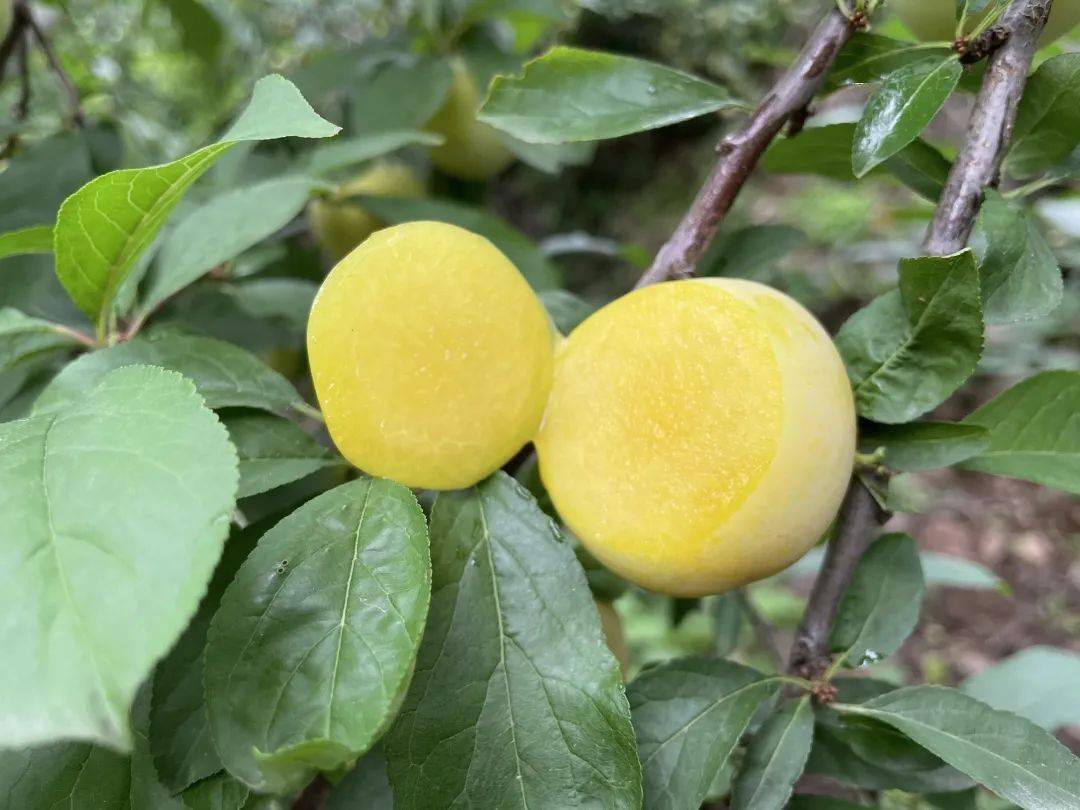 产地食材▎四川汉源桃花李清脆饱满花香浓郁夏季消暑圣品