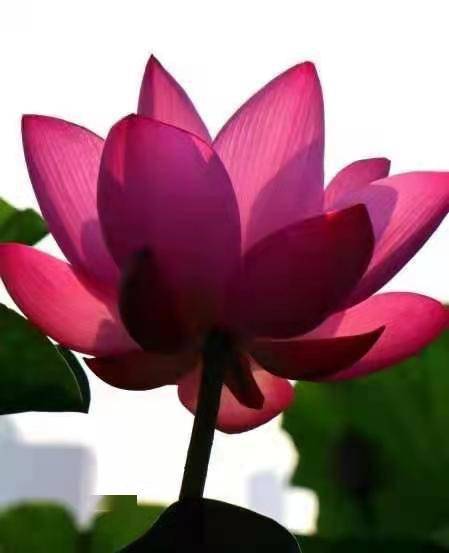 独醉|图集丨袅袅婷婷，摇曳生姿！秋日“荷”你有约