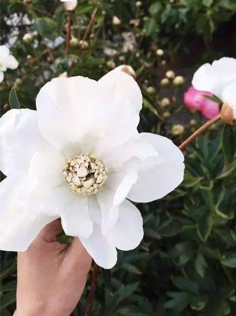 自由自在的花 29aaba6aaecf49afa24dd61a312035f0.jpeg