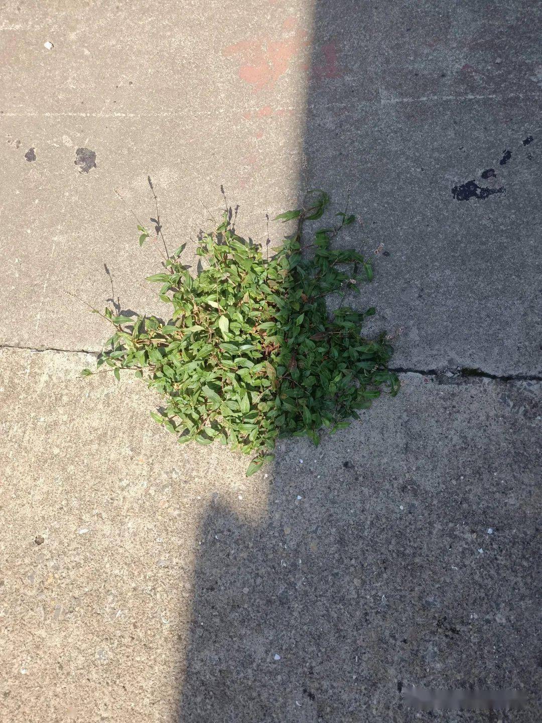 日光下漂亮的夹竹桃的影子!留一半清醒留一半醉!只是梦里有你追随!