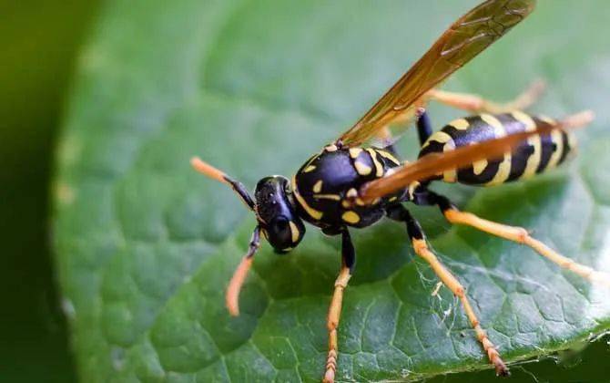 马蜂为何频繁扰民?