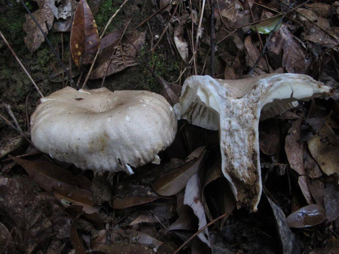 龙岩人八月警惕亚稀褶红菇中毒