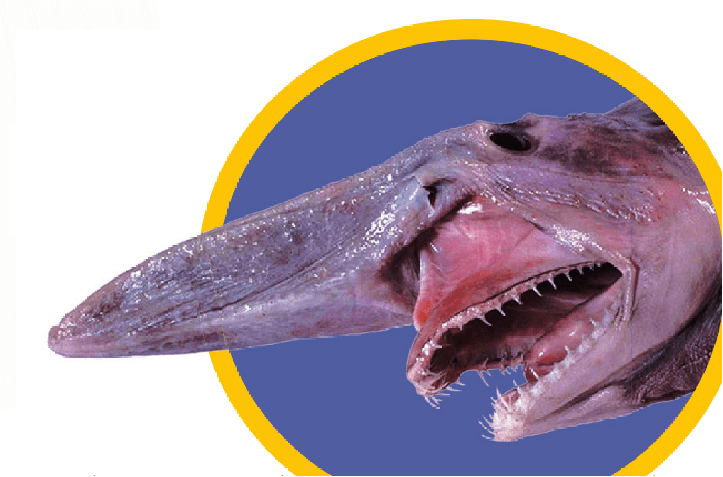 海洋科普(1524)| 海洋"干饭人"的嘴究竟有多奇特?