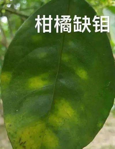 叶片斑状失绿,常伴随锈褐色,分布不规则——缺钼