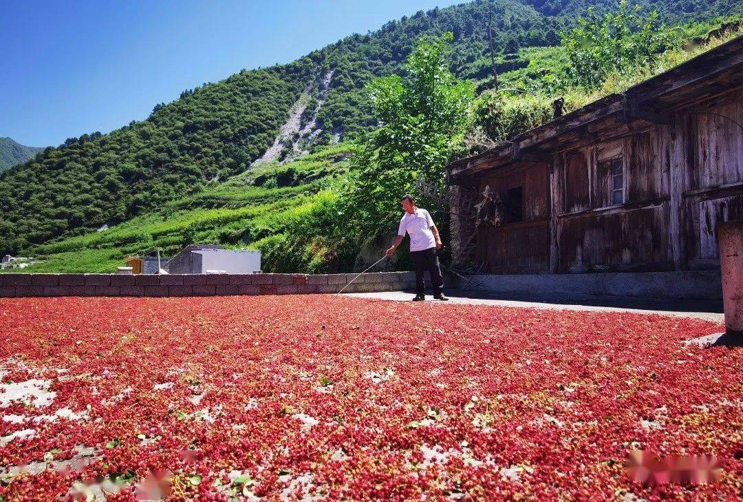 花椒的晾晒是费时劳神晒花椒盼的是"大太阳"摘花椒,盼阴天据悉,目前