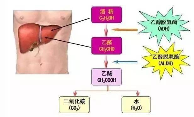 如何快速分解体内酒精 62f35bc7574c4562aa35ba93d2c66b1c.jpeg
